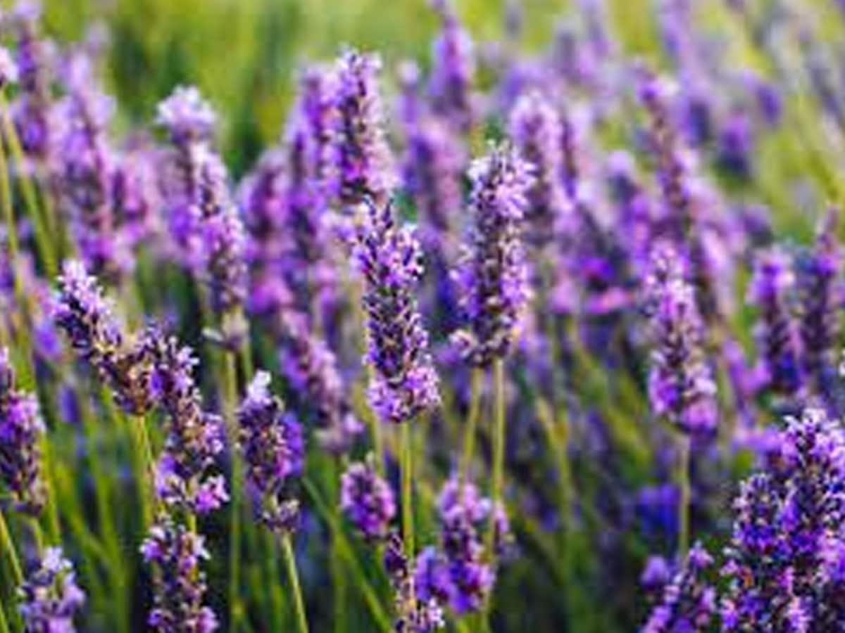 Lavender: Health Benefits, Uses, Side Effects And More